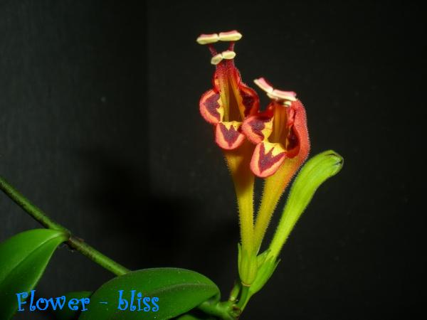  Aeschynanthus splendidus 