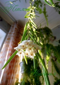  Hoya Linearis 