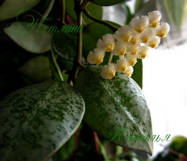   Hoya Lacunosa 