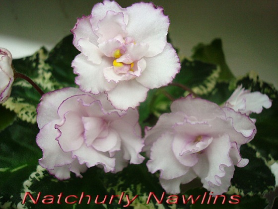  Natchurly Nawlins 