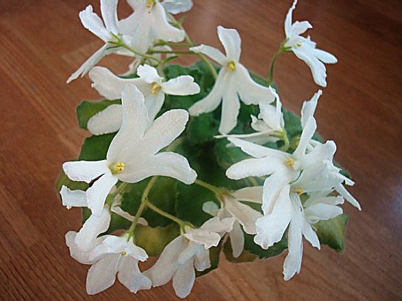  Lunar Lily (white) 