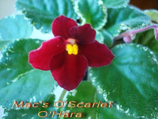  Ma`s O`scarlet O`hara 