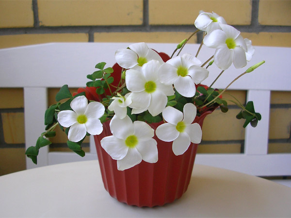  Oxalis obtusa 'Blush' 