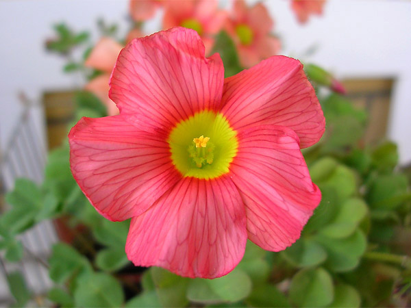  Oxalis obtusa 'Ceres Salmon' 