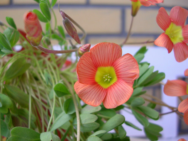  Oxalis obtusa 'Coppery Orange' 