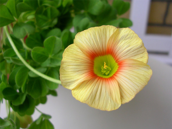  Oxalis obtusa 'Elizabeth' 