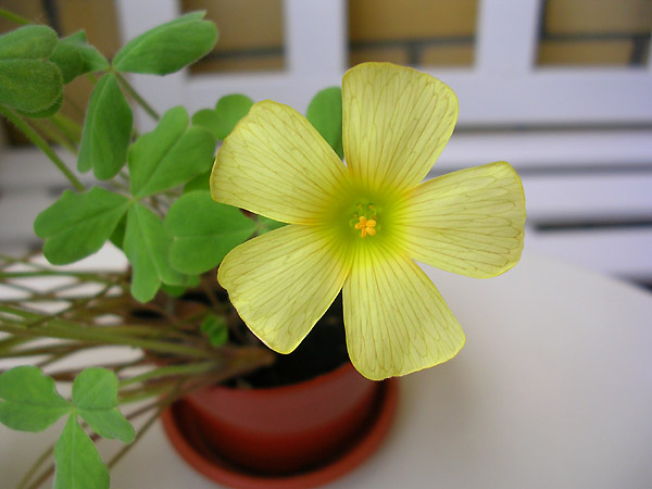  Oxalis obtusa 'High Yellow' 