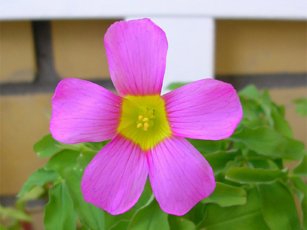  Oxalis obtusa 'Large Form Dark' 