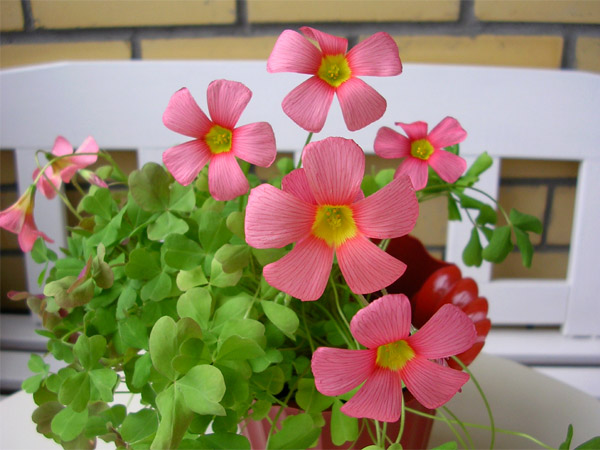  Oxalis obtusa 'MTS-DRR' 