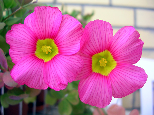  Oxalis obtusa 'Pink Neon' 