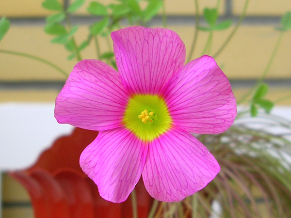  Oxalis obtusa 'Purple Sunrise' 