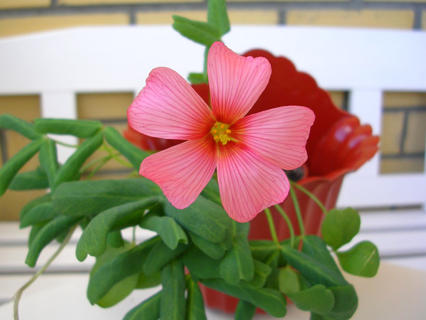  Oxalis obtusa 'Red Queen' 