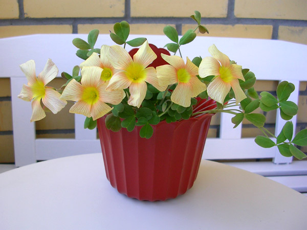  Oxalis obtusa 'Sundisk' 