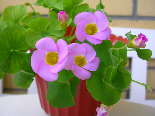  Oxalis depressa 'Magic Carpet' 