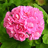 Пеларгония Swanland Pink/Australien Pink Rosebud