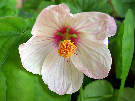   'Isabella' 
