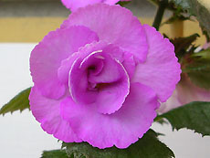  Lavender English Rose 