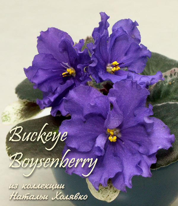  Buckeye Boysenberry 