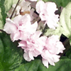 Фиалка Edee`s Rosebud Trail