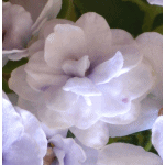 Фиалка Blue Victoria