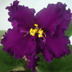 Фиалка ЕК-Дикая Орхидея