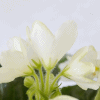 Фиалка ЛЕ-Предвестник Весны