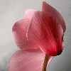 Holland pink*