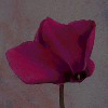 Poland violet*