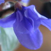 Фиалка Senk’s Blue Cascade
