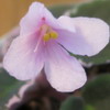 Фиалка Senk’s Springtime Wasp
