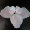 Фиалка Senk’s Wisper of Pink