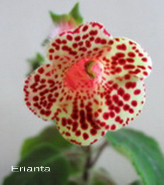  ERIANTHA 