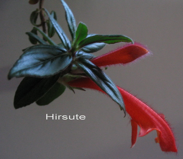  HIRSUTA 