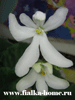  Lunar Lily White
