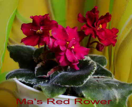  Ma's Red Rover 