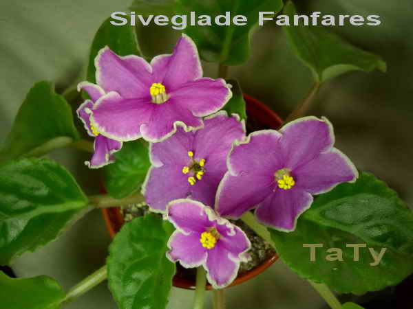  Silverglade Fanfares 