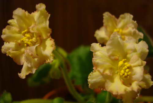  Sunkissed Rose 
