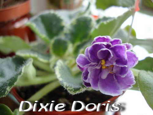  Dixie Doris 