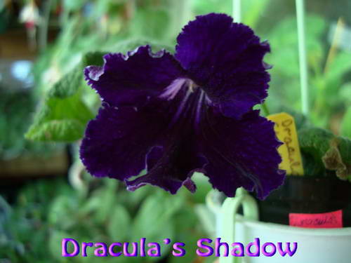  Draculas Shadow 