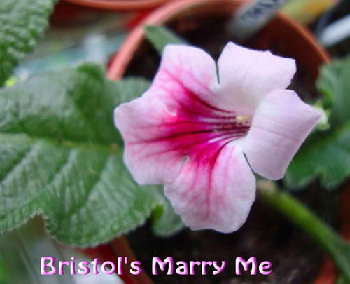  Bristol's Marry Me 