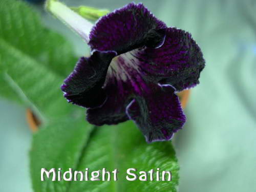  Midnight Satin 