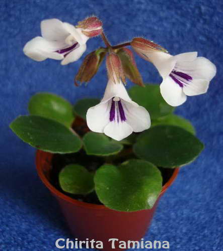  C. tamiana 