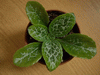  C. sinensis 'Hisako'