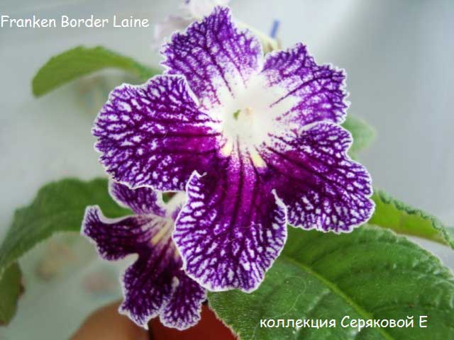  Franken Border Laine 