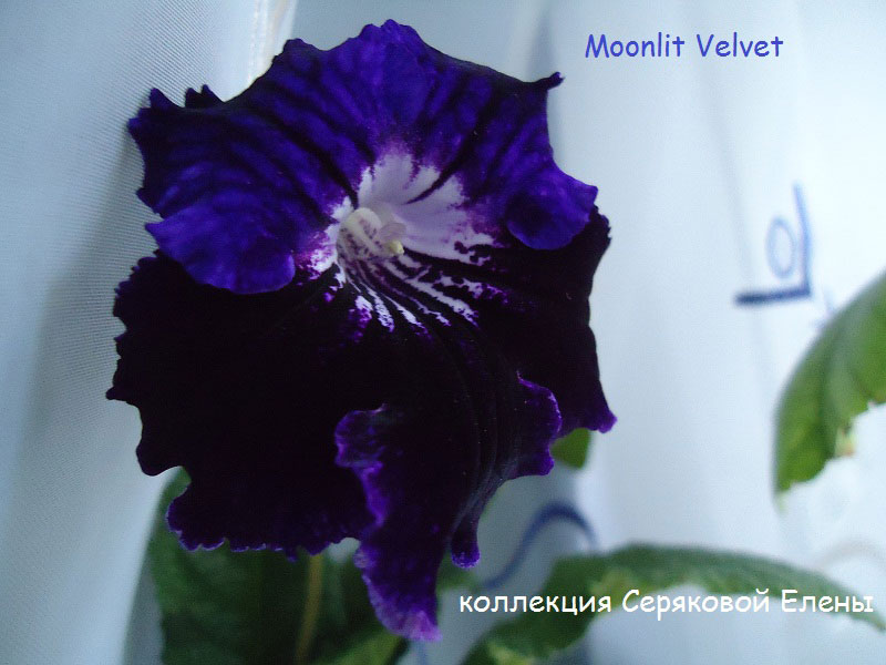  Moonlit Velvet 