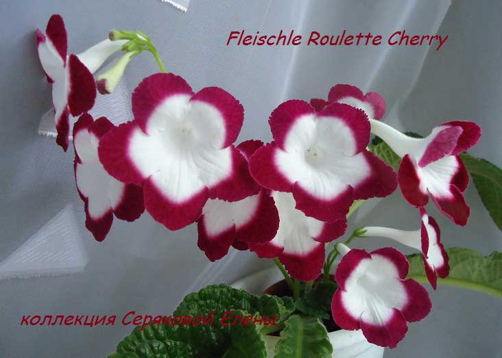  Fleischle Roulette Cherry 