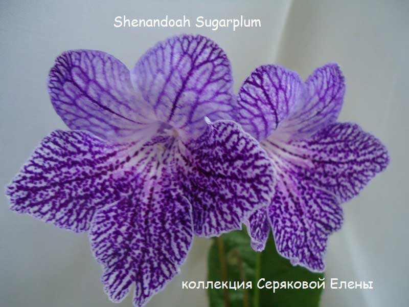  Shenandoah Sugarplum 