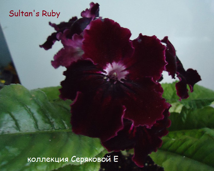  Sultan's Ruby 