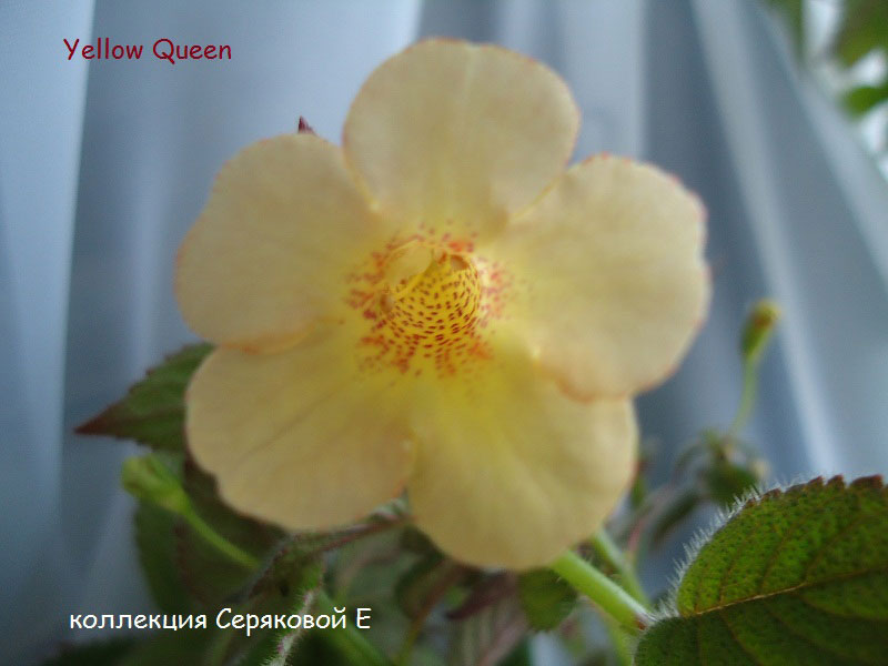   Achimenes Yellow Queen 