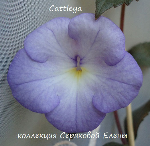   Cattleya 